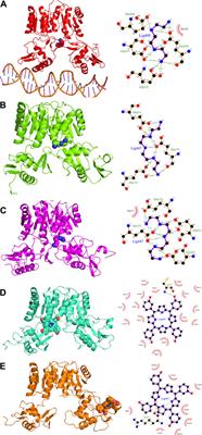 Targeting the Essential Transcription Factor HP1043 of Helicobacter pylori: A Drug Repositioning Study